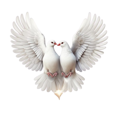 gambar merpati